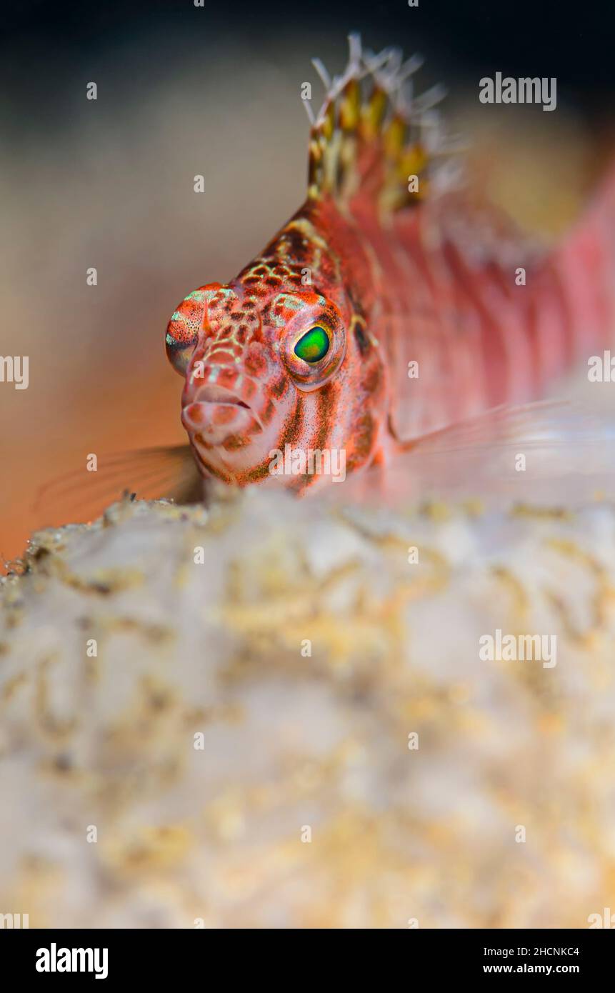 Threadfin hawkfish, Cirrhitichthys aprinus, Alor, Nusa Tenggara