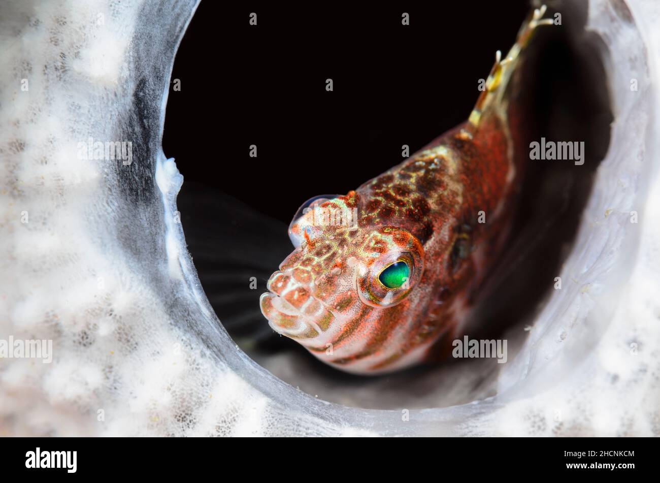 Threadfin hawkfish, Cirrhitichthys aprinus, Alor, Nusa Tenggara