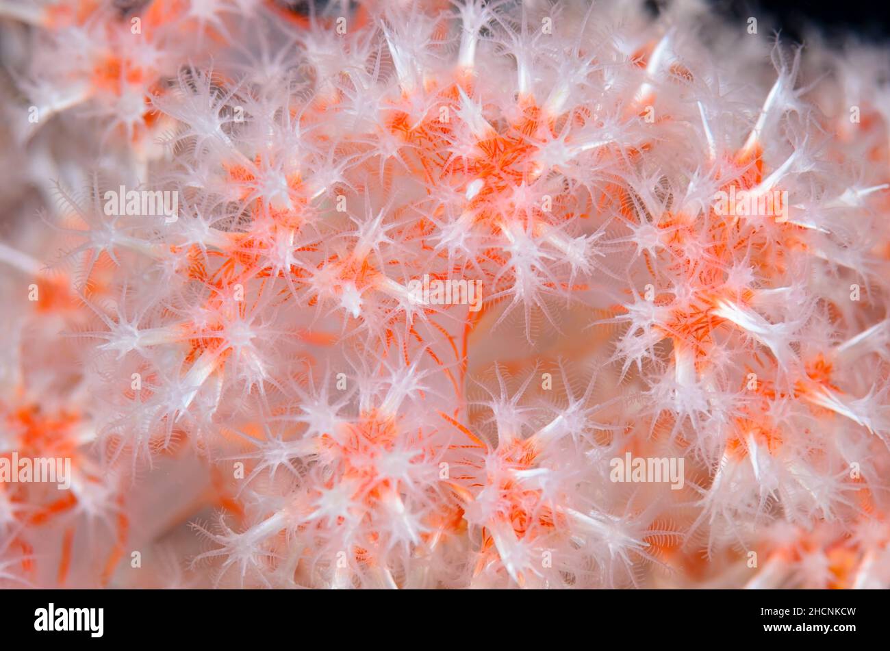 Tree coral, Dendronephthya sp., Alor, Nusa Tenggara, Indonesia, Pacific Stock Photo