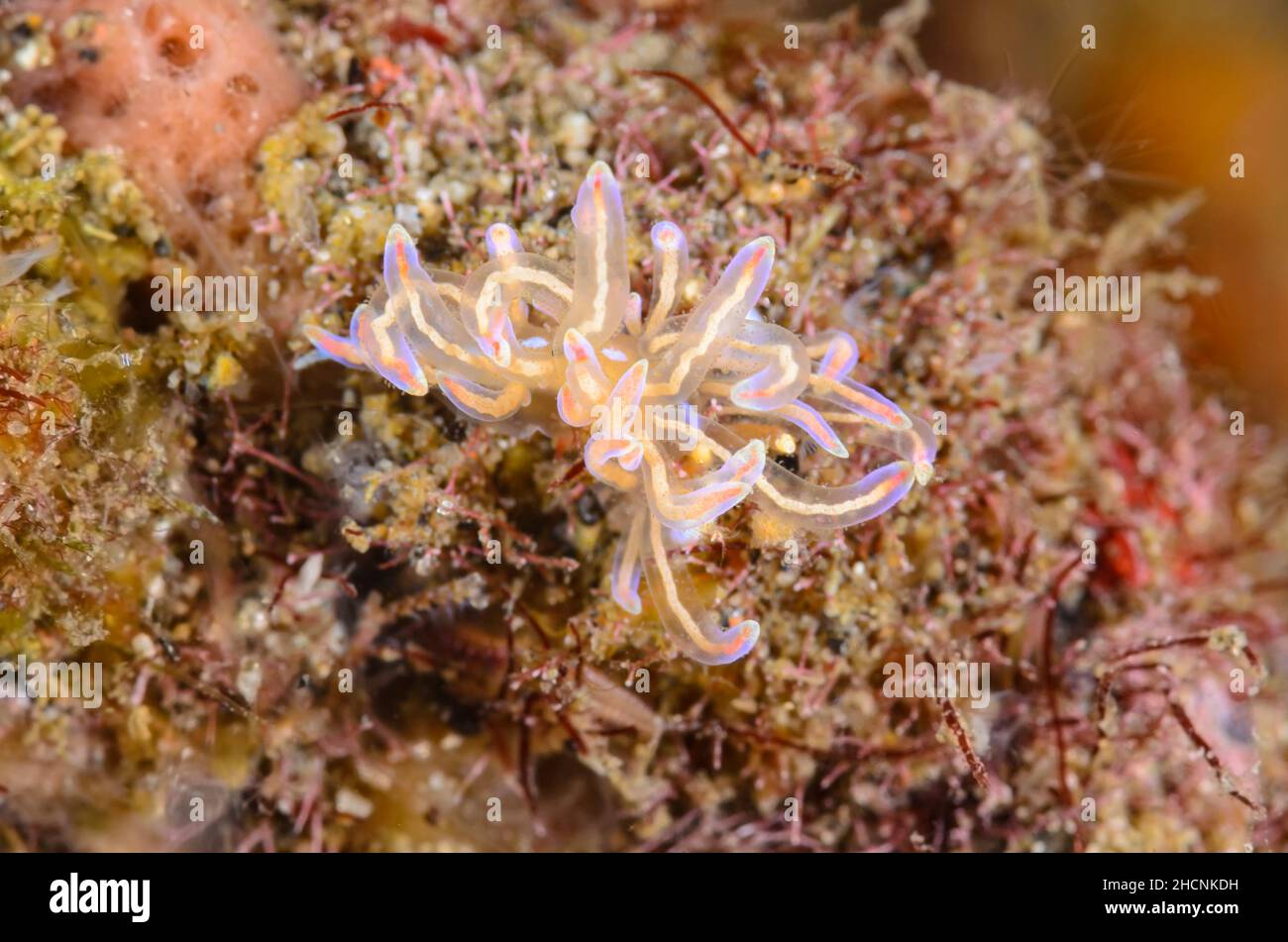 sea slug or nudibranch, Phyllodesmium opalescens, Alor, Nusa Tenggara, Indonesia, Pacific Stock Photo