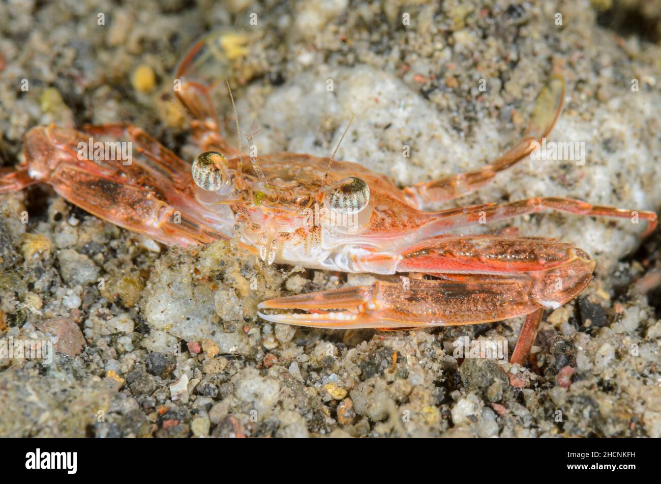 Swimming crab, Portunus sp., Alor, Nusa Tenggara, Indonesia, Pacific Stock Photo