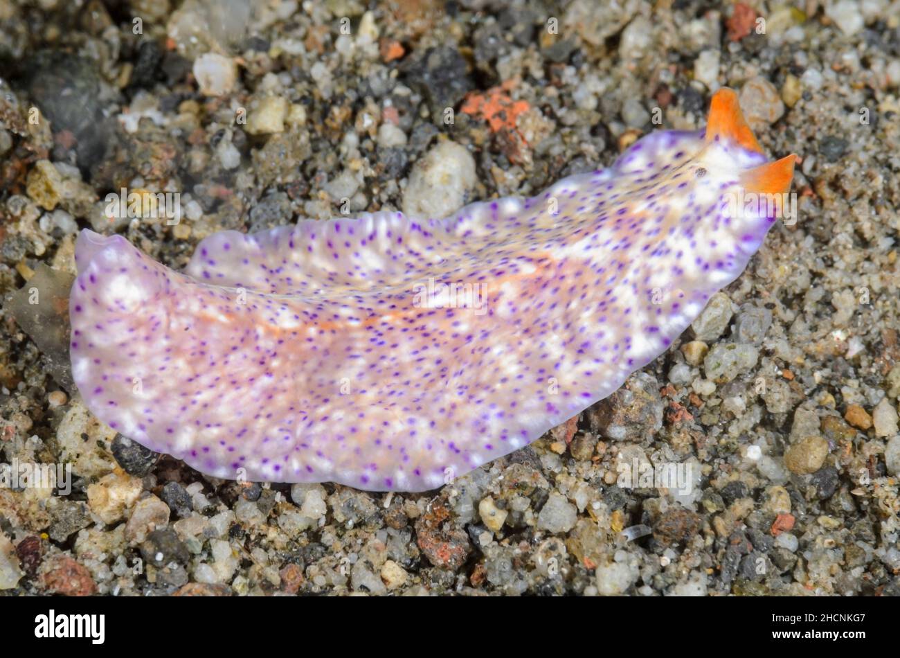 Marine flatworm, Pseudoceros sp., Alor, Nusa Tenggara, Indonesia, Pacific Stock Photo