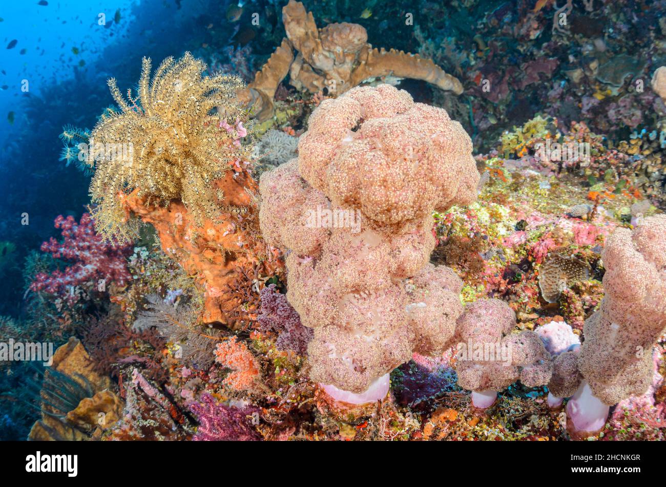 Coral reef scene with Tree coral, Dendronephthya sp.,  and feather stars, Clarkcomanthus alternans, Alor, Nusa Tenggara, Indonesia, Pacific Stock Photo