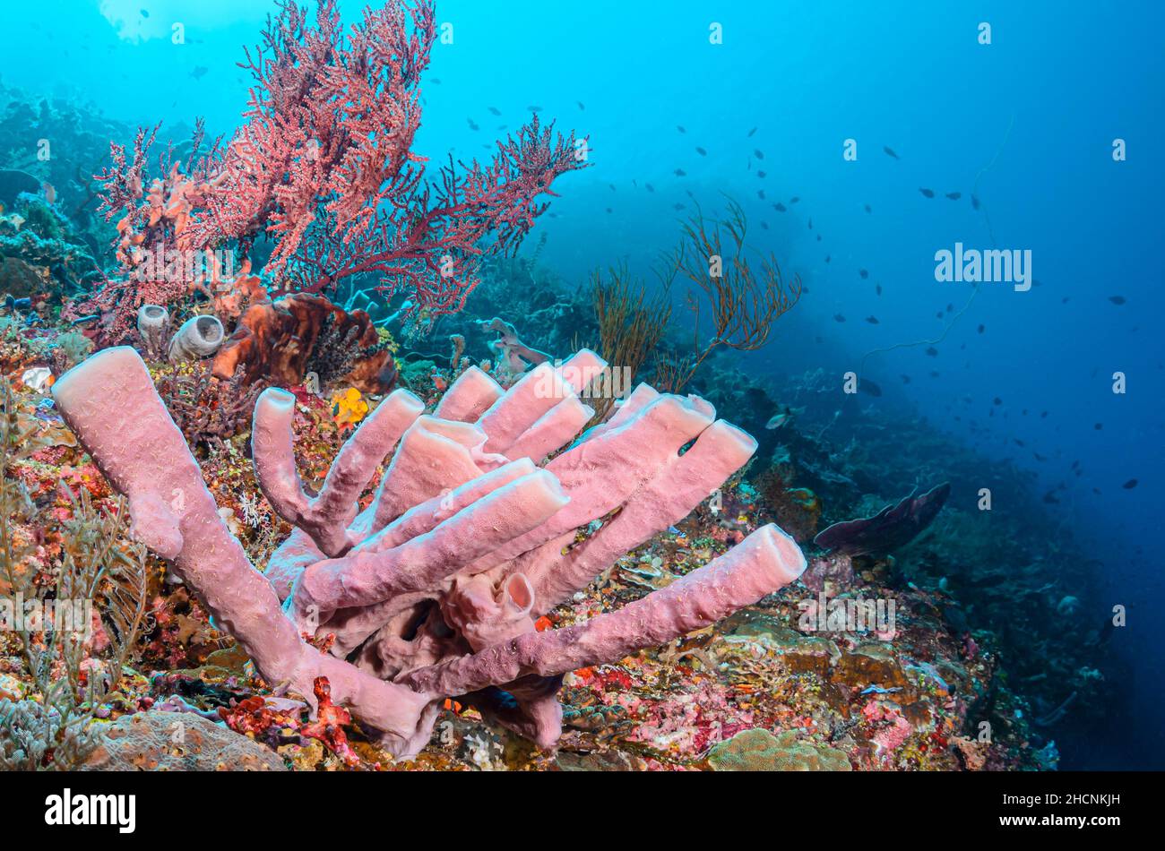 Tube sponge, Haliclona (Reniera) fascigera, Alor, Nusa Tenggara, Indonesia, Pacific Stock Photo