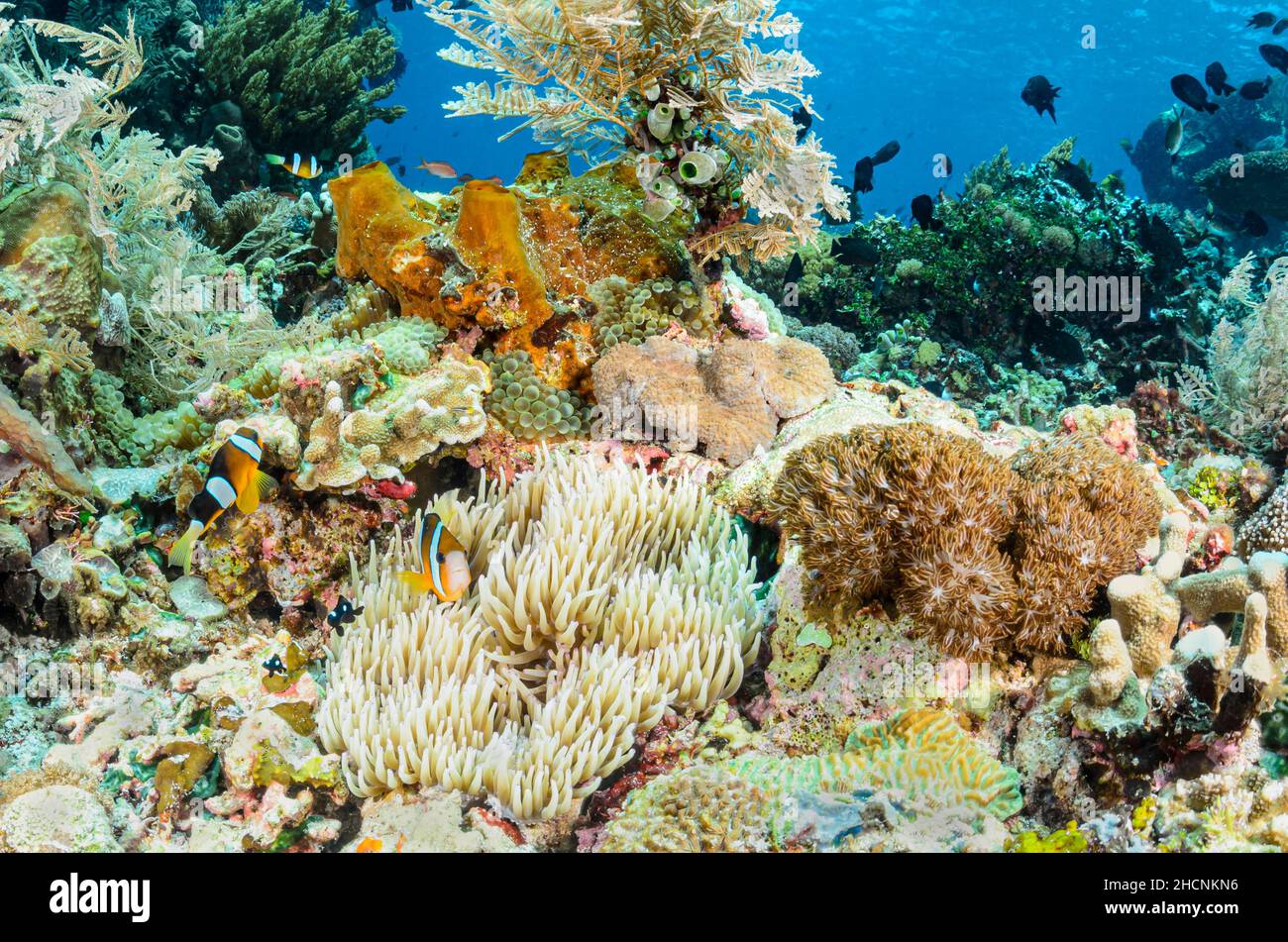 Clark's anemonefish, Amphiprion clarkii,  and Threespot dascyllus, Dascyllus trimaculatus and Leathery sea anemone, Radianthus crispa, Alor, Nusa Ten Stock Photo