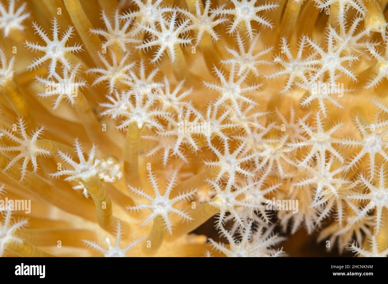 Toadstool Leather Coral, Sarcophyton sp., Alor, Nusa Tenggara, Indonesia, Pacific Stock Photo