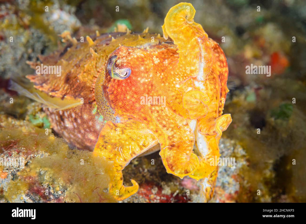 Papuan cuttlefish,  Sepia papuensis, Alor, Nusa Tenggara, Indonesia, Pacific Stock Photo