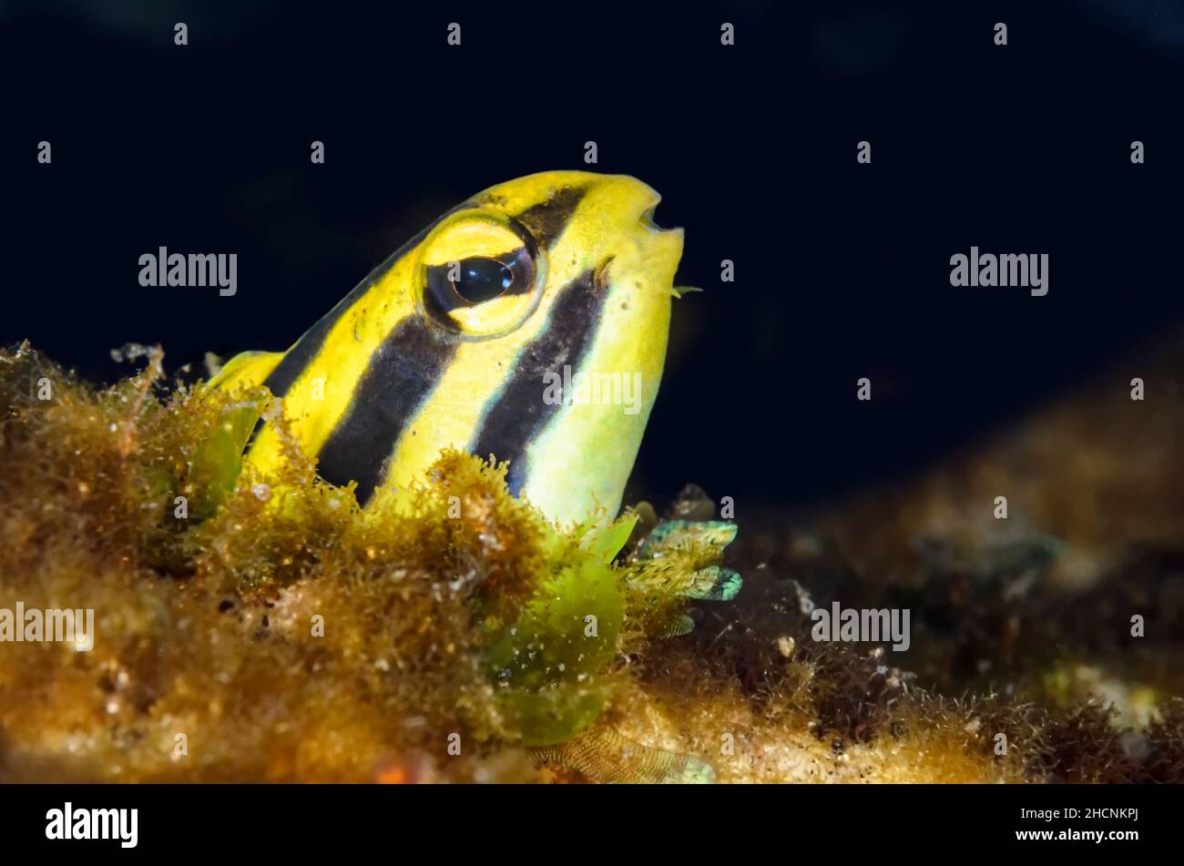Striped fangblenny, Meiacanthus grammistes, Alor, Nusa Tenggara, Indonesia, Pacific Stock Photo
