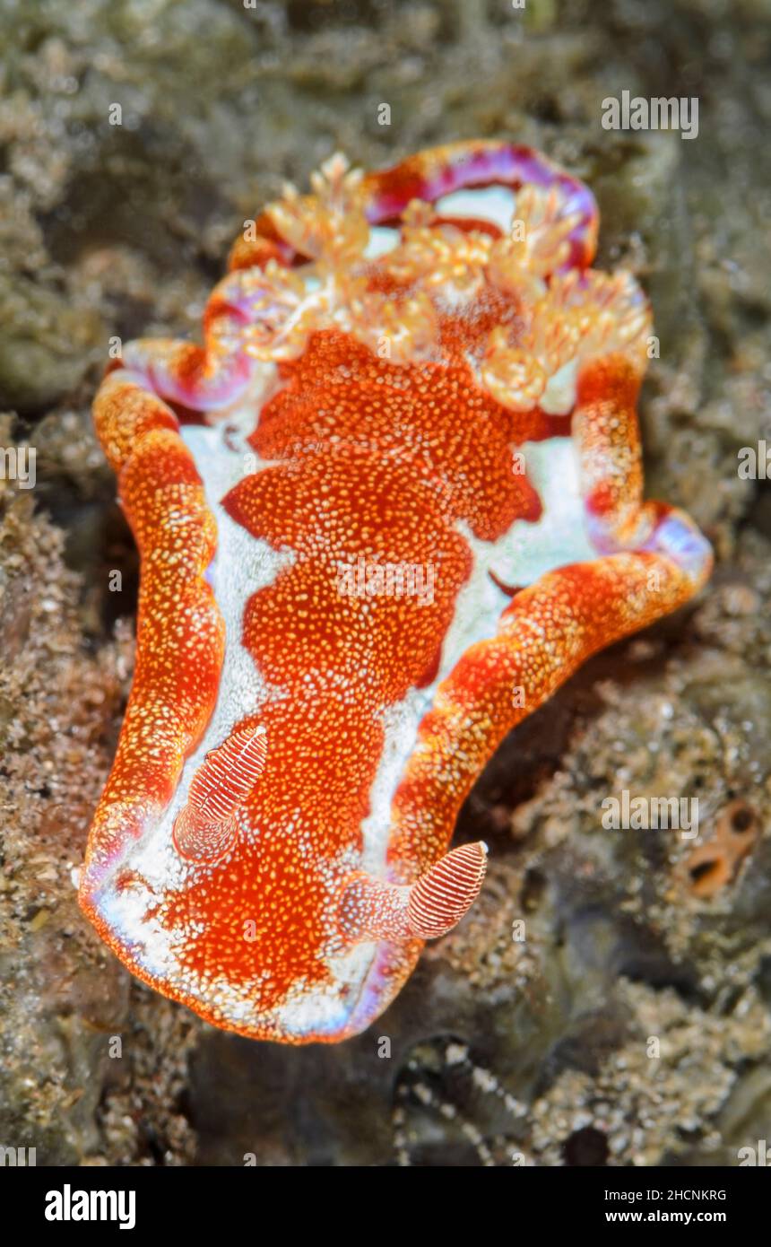 Spanish Dancer Slug Hi res Stock Photography And Images Alamy