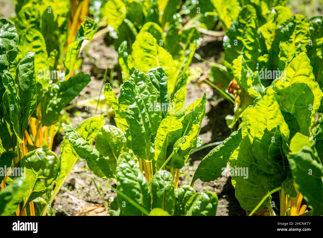 Fresh vegetables growing from the ground Stock Photo Alamy