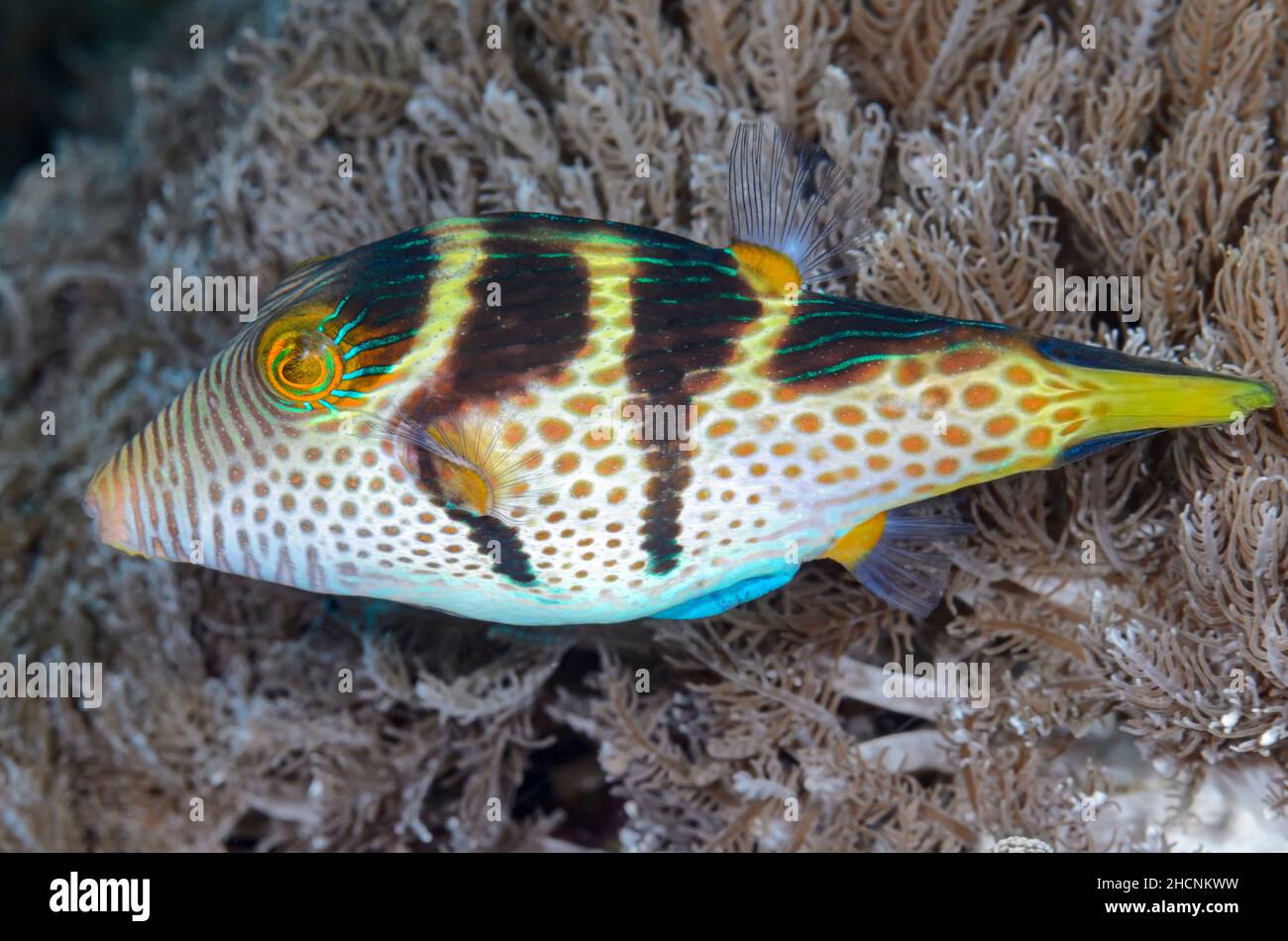 Black-saddled Toby, Canthigaster valentini, Alor, Nusa Tenggara, Indonesia, Pacific Stock Photo
