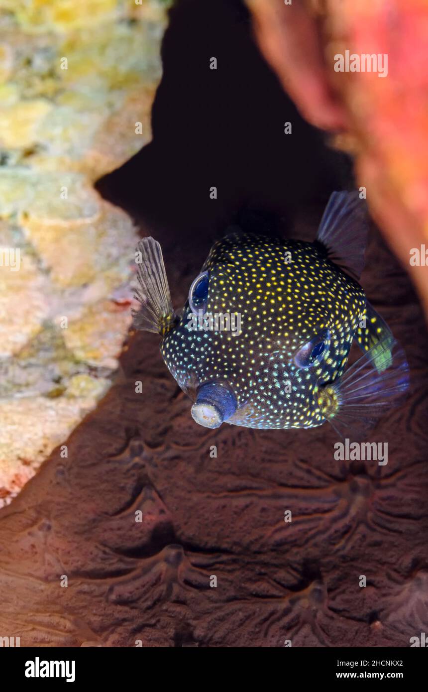 Juvenile Spotted Boxfish, Ostracion meleagris, Alor, Nusa Tenggara, Indonesia, Pacific Stock Photo