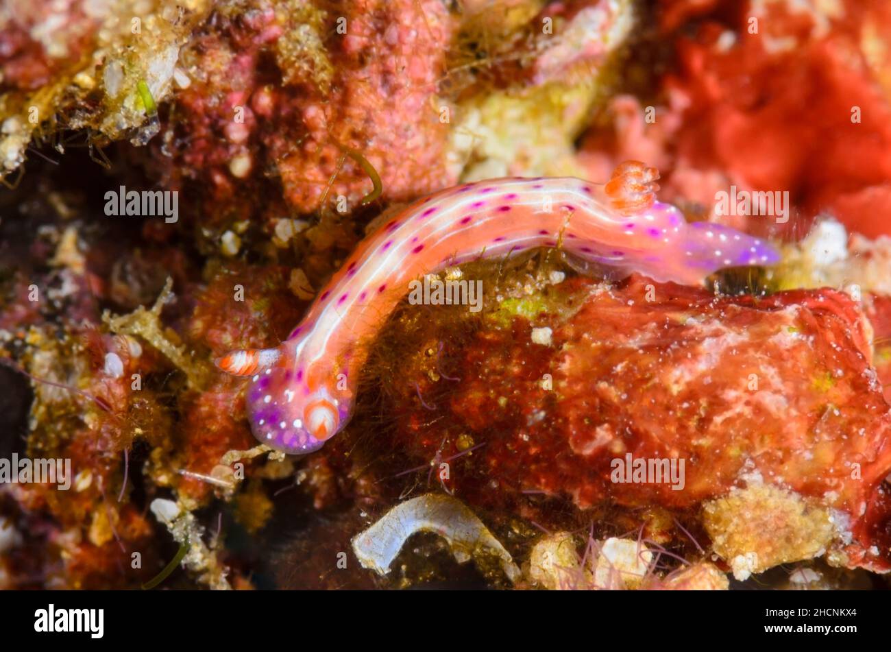 sea slug or nudibranch, Hypselodoris maculosa, Alor, Nusa Tenggara, Indonesia, Pacific Stock Photo