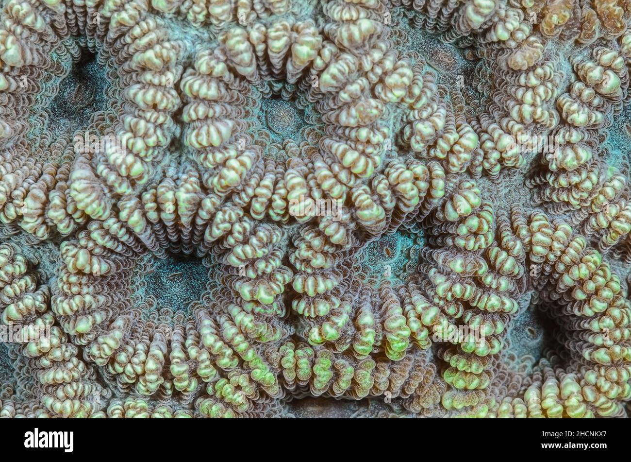 Knob coral, corallite detail, Dipsastraea sp., Alor, Nusa Tenggara, Indonesia, Pacific Stock Photo