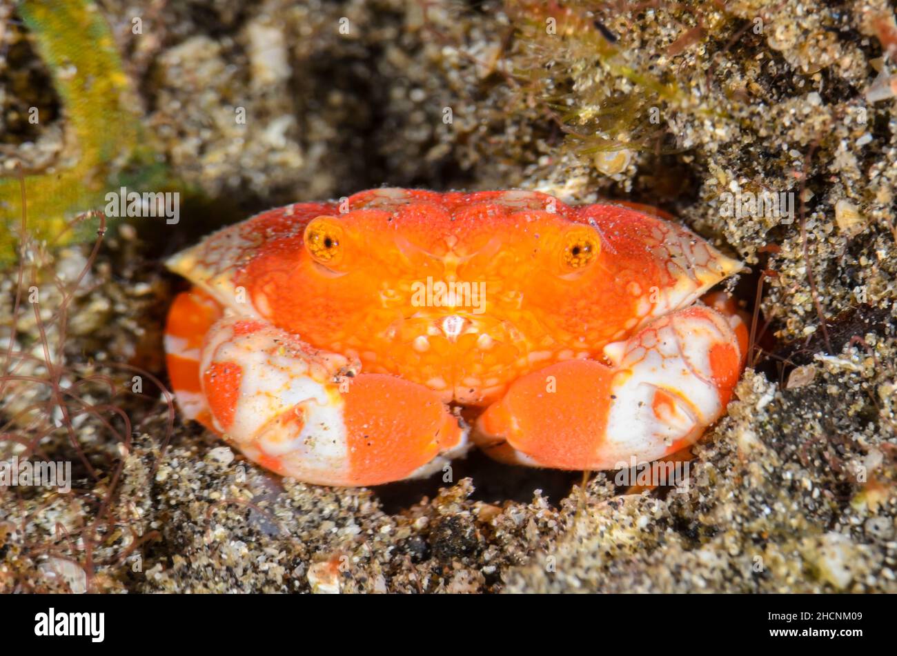 Pretty xanthid crab hi-res stock photography and images - Alamy