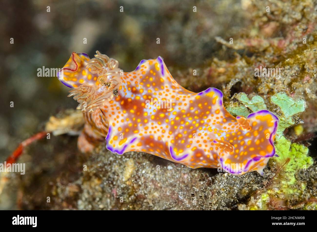 Nudibranch, Ceratosoma tenue, Alor, Nusa Tenggara, Indonesia, Pacific Stock Photo