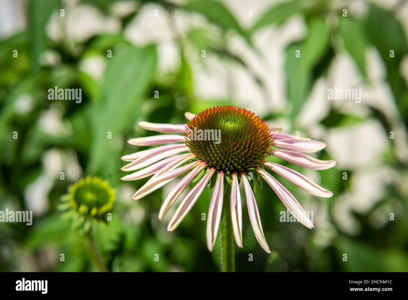 A flower slowly coming into bloom Stock Photo Alamy