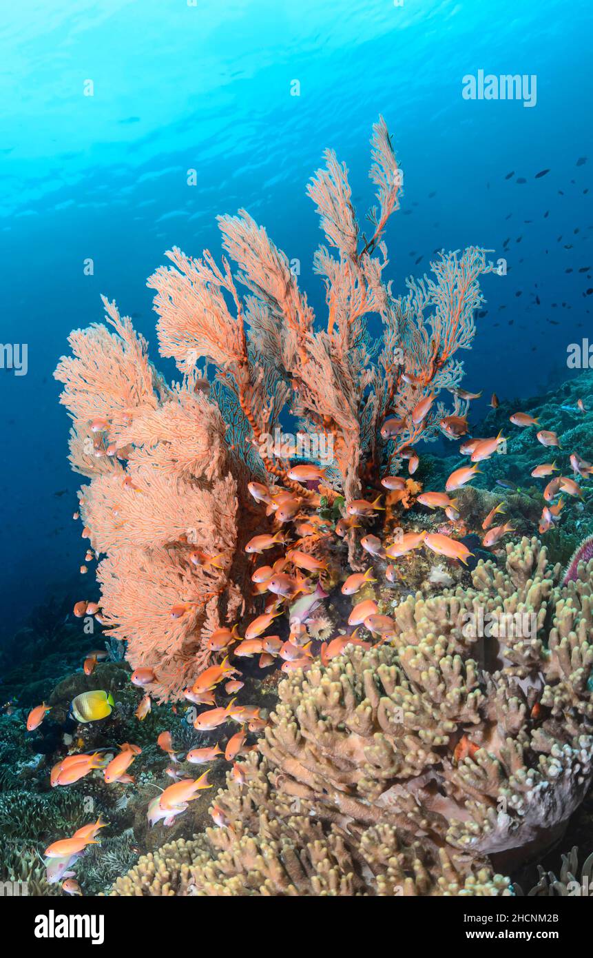 A healthy coral reef with a large sea fan, Melithaea sp.and Scalefin anthias, Pseudanthias squamipinnis,  Alor, Nusa Tenggara, Indonesia, Pacific Stock Photo