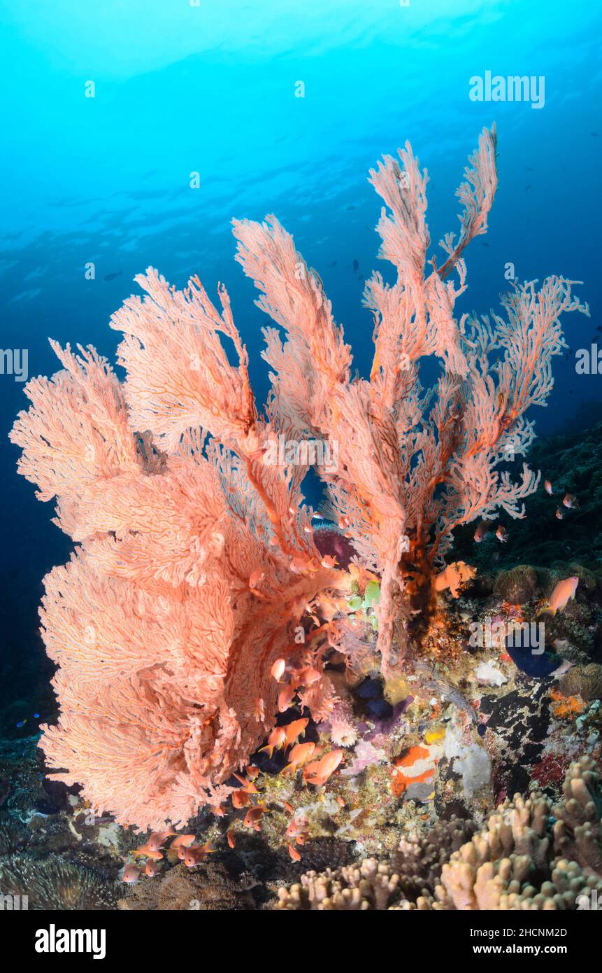 A healthy coral reef with a large sea fan, Melithaea sp.and Scalefin anthias, Pseudanthias squamipinnis,  Alor, Nusa Tenggara, Indonesia, Pacific Stock Photo