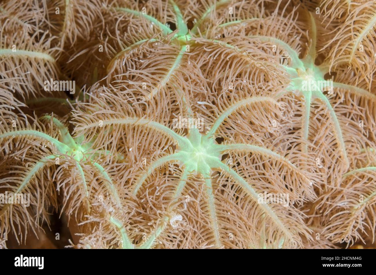 Palm coral polyps, Clavularia sp., Alor, Nusa Tenggara, Indonesia, Pacific Stock Photo