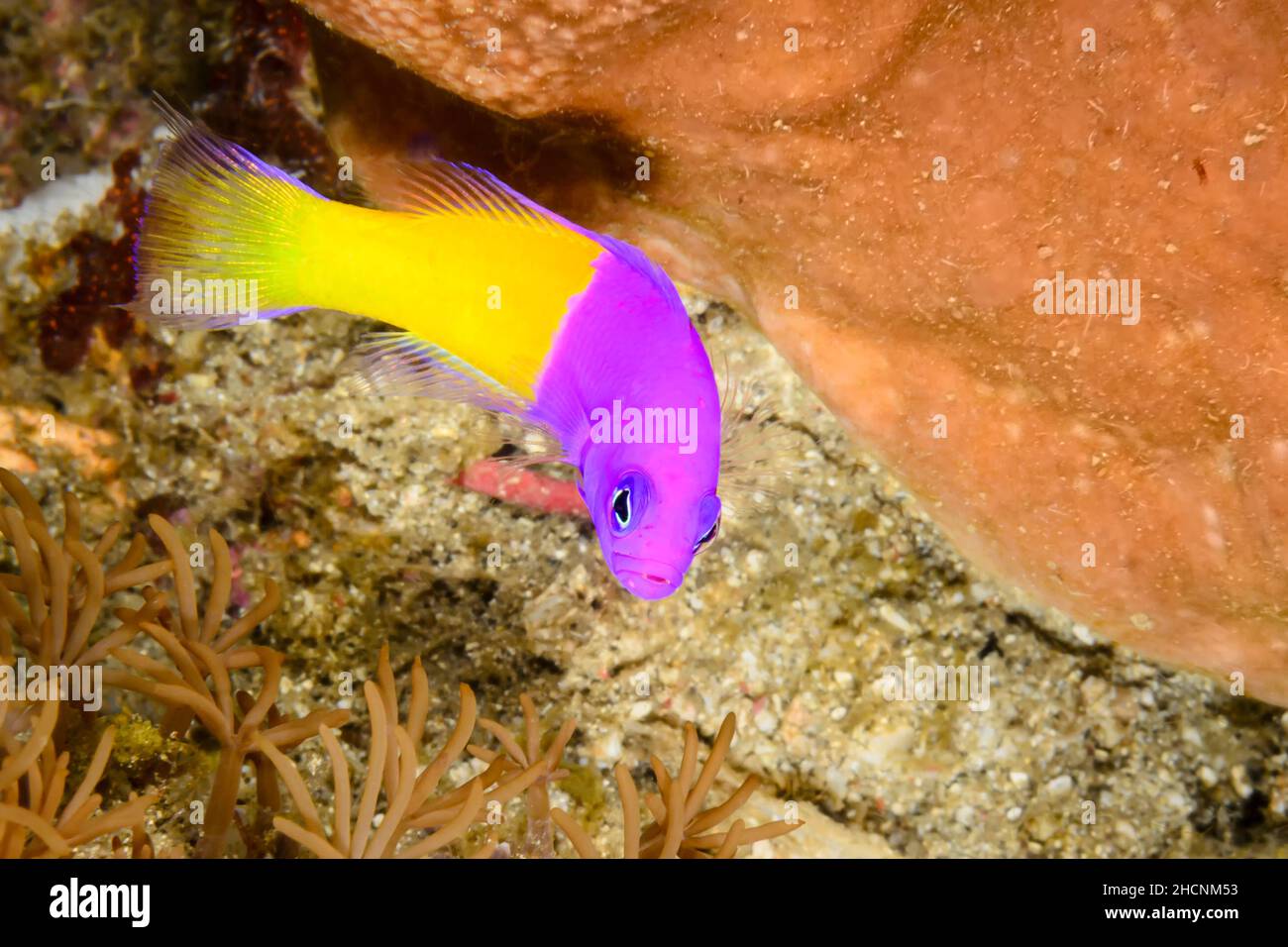 Royal dottyback, Pictichromis paccagnellae, Alor, Nusa Tenggara, Indonesia, Pacific Stock Photo