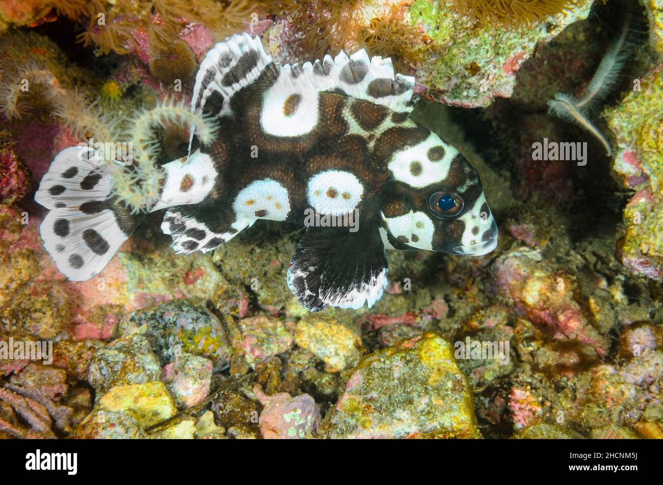 Juvenile Many-spotted or Harlequin sweetlips, Plectorhynchus chaetodonoides, Alor, Nusa Tenggara, Indonesia, Pacific Stock Photo