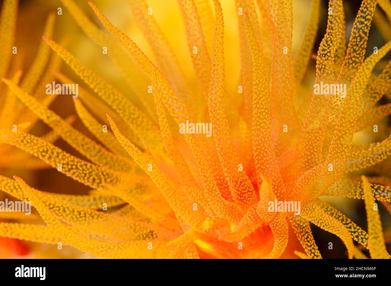 Sun Coral, Tubastraea sp., Alor, Nusa Tenggara, Indonesia, Pacific Stock Photo