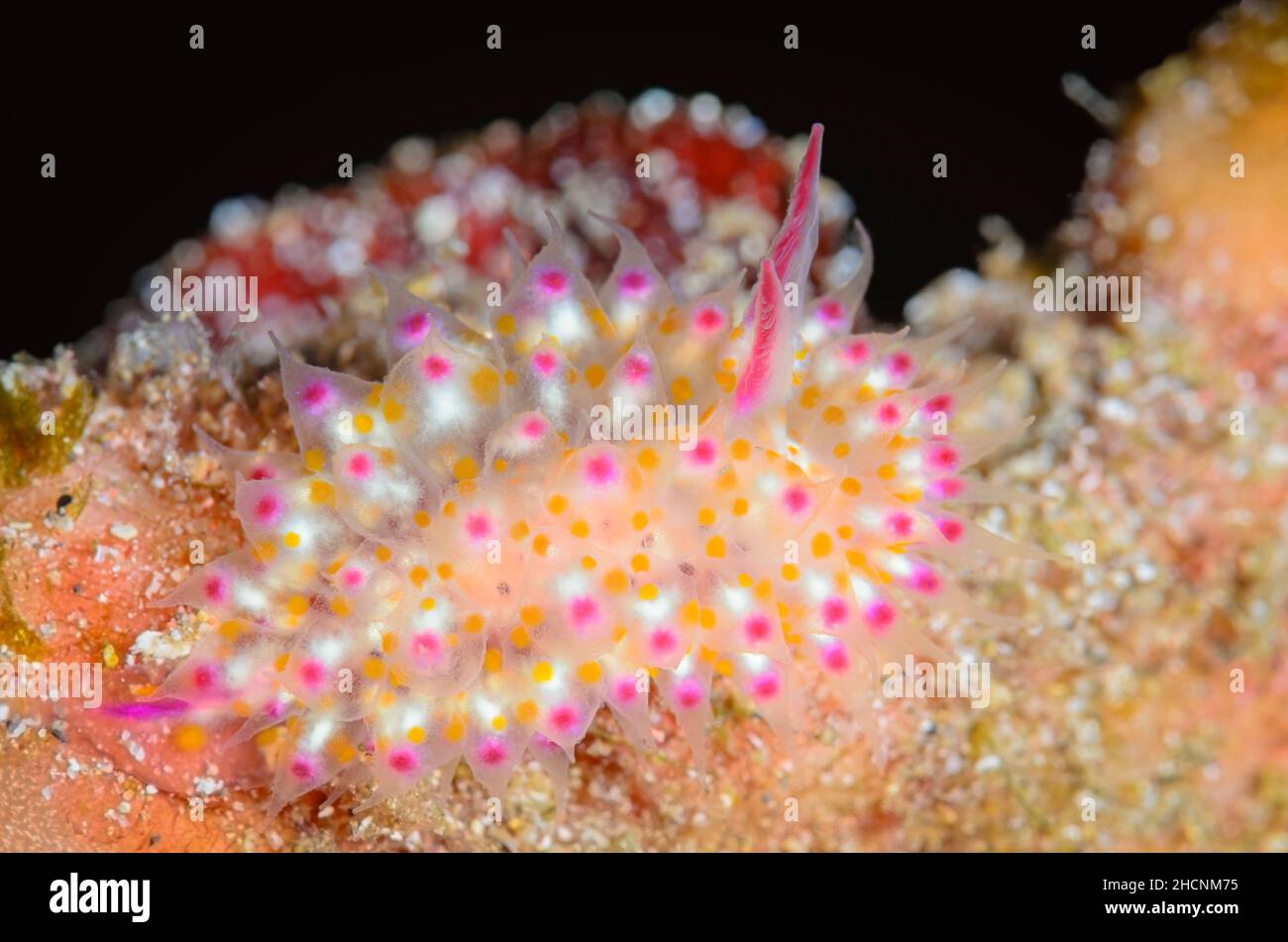 Nudibranch, Janolus sp., Alor, Nusa Tenggara, Indonesia, Pacific Stock Photo