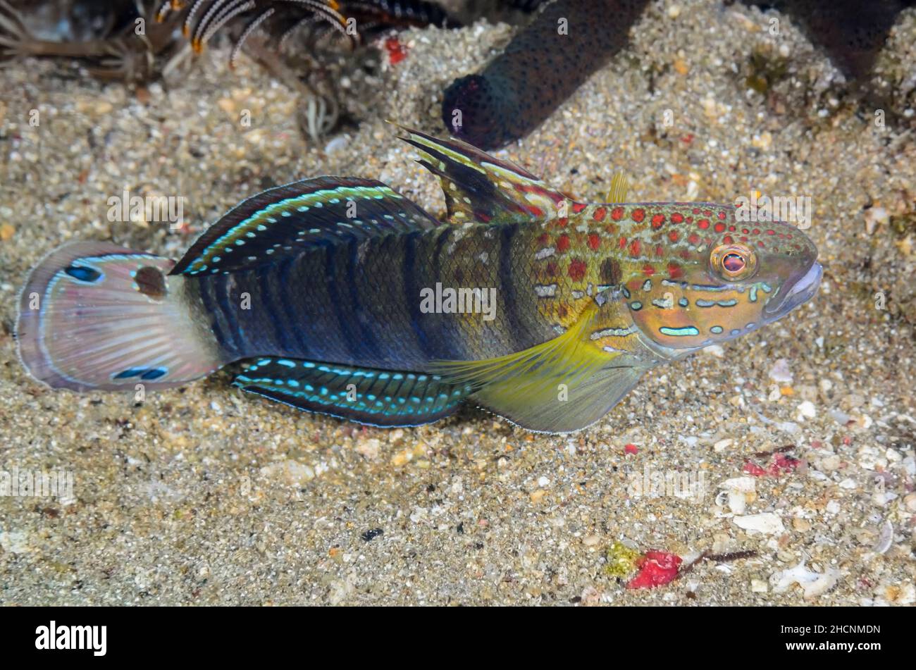 Banded goby, Amblygobius phalaena, Alor, Nusa Tenggara, Indonesia, Pacific Stock Photo