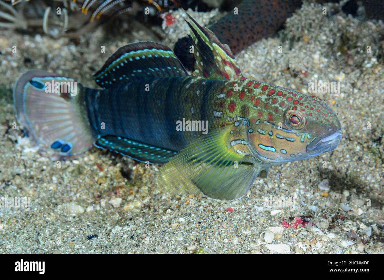Banded goby, Amblygobius phalaena, Alor, Nusa Tenggara, Indonesia, Pacific Stock Photo