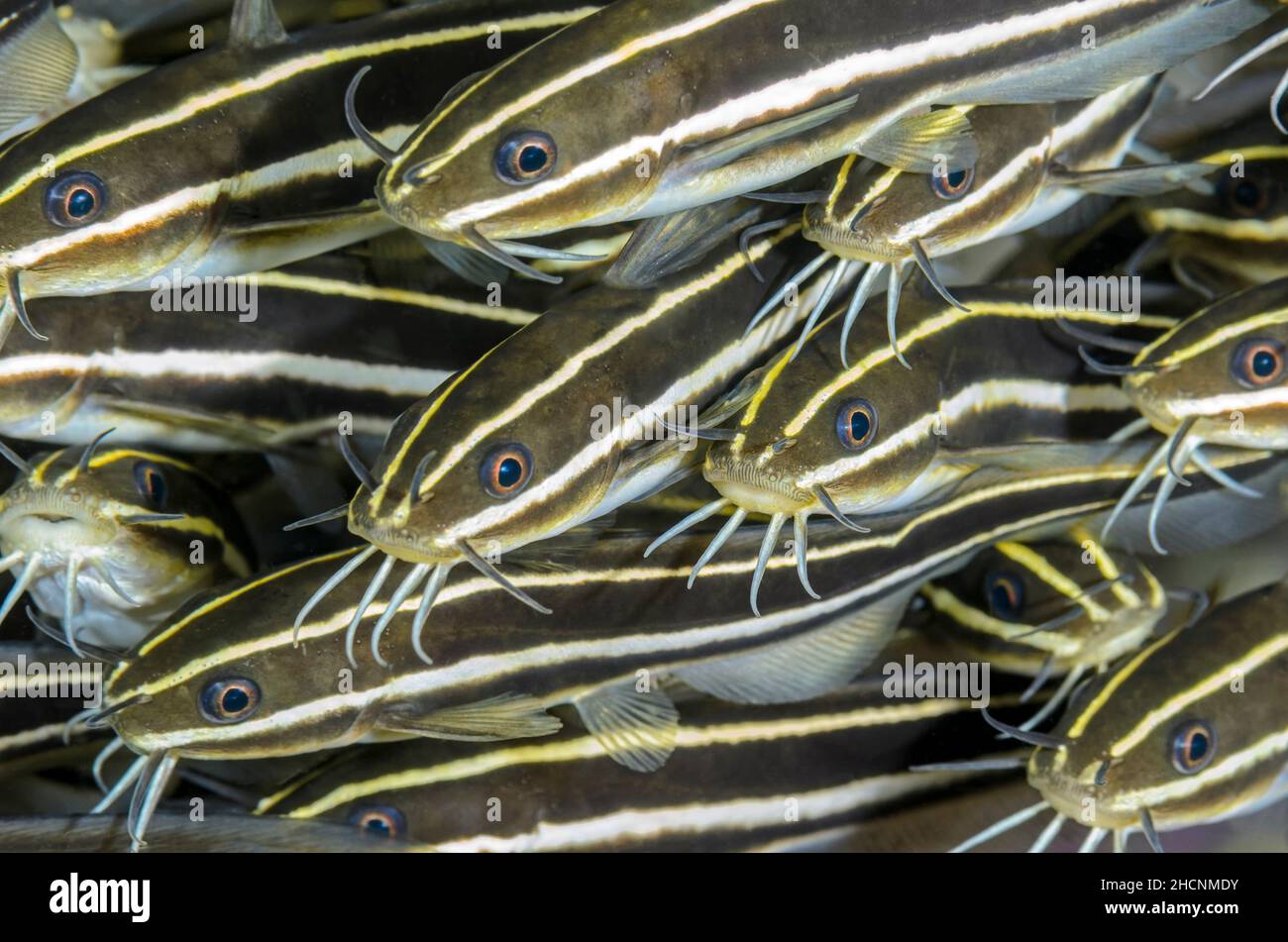 Palevo catfish eshaklar xususiy foto etuk ayollar