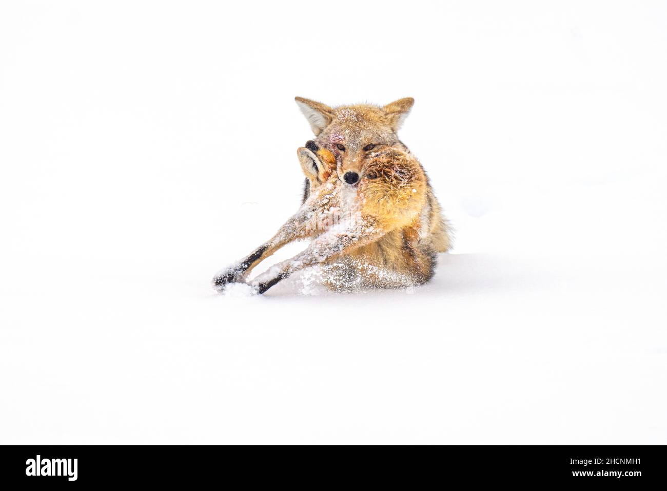 Coyote with dead fox Stock Photo