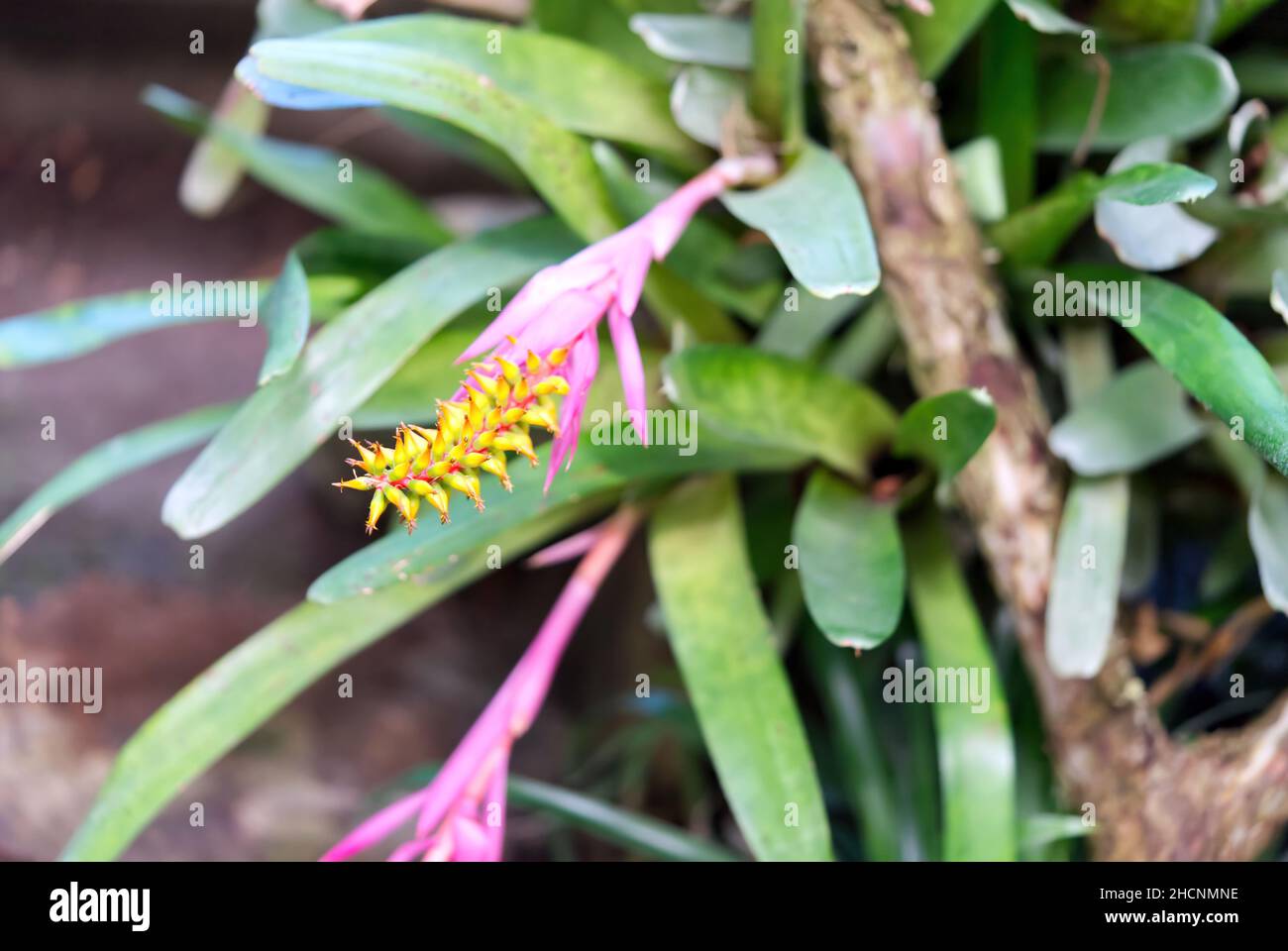 Close up of colorful Bromeliad plants in botanic garden Stock Photo
