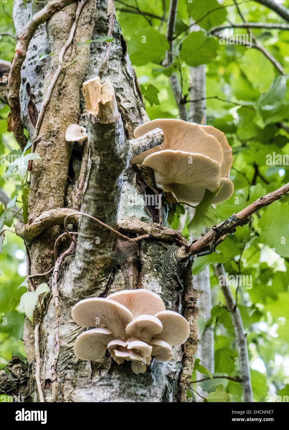 UK, England, Devon. The edible Oyster Mushroom growing wild on a dead birch tree. Stock Photo