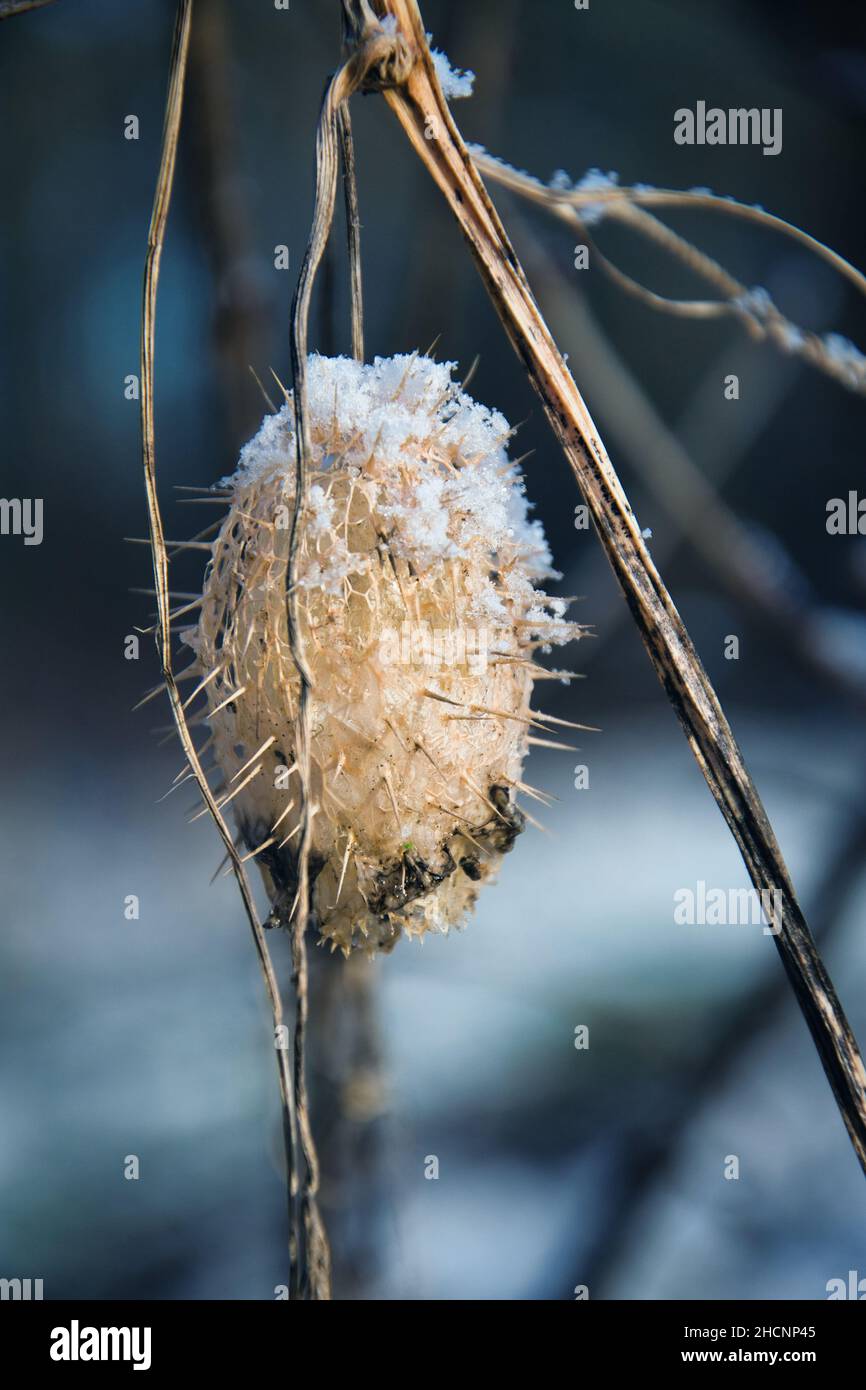 Dried wild cucumber in winter Stock Photo