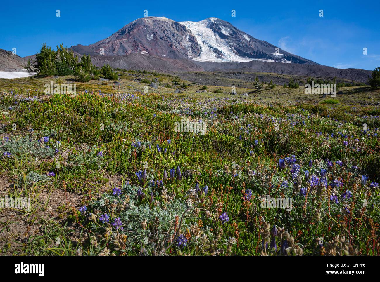 WA19970-00...WASHINGTON - End of summer meadow with blue gentian blomming among the alpine lupine at High Camp in the Mt. Adams Wilderness. Stock Photo