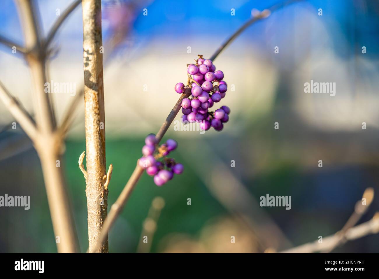Lilac berries of the Beauty bush / Beauty betties (Callicarpa bodinieri