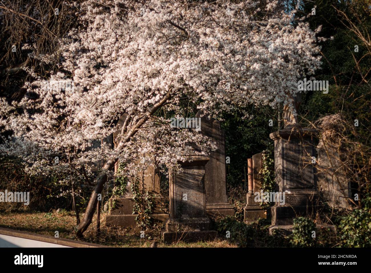 Cherry Blossom tree looming over gravestones in Arnos Vale Cemetery in Bristol Stock Photo