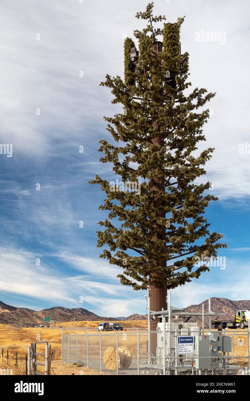 Morrison, Colorado - A communications tower, disguised as a tree, in suburban Denver. Stock Photo