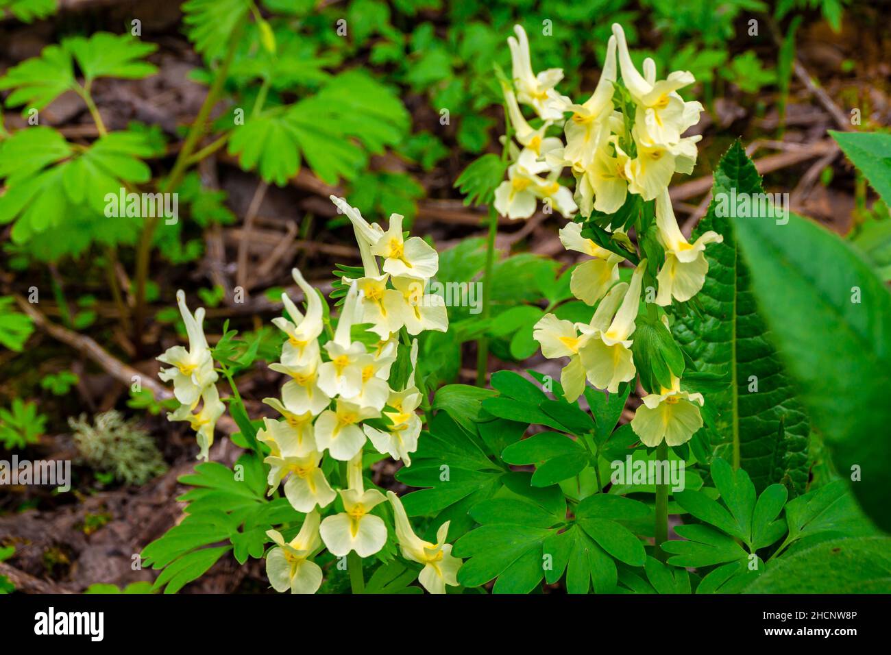 yellow flower blooming in early spring after snow melt, selective focus Stock Photo