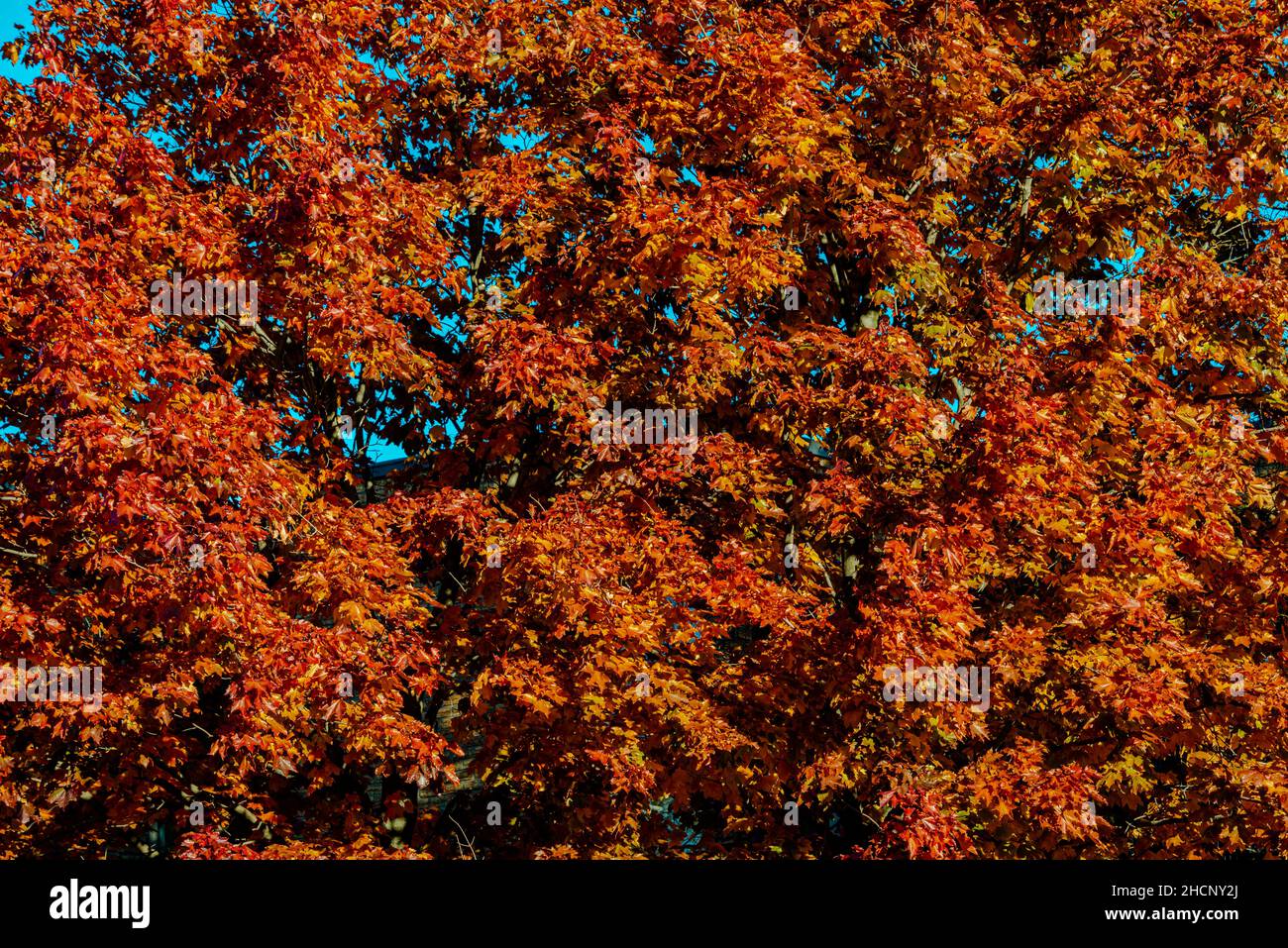 Autumn colors in the park Stock Photo - Alamy