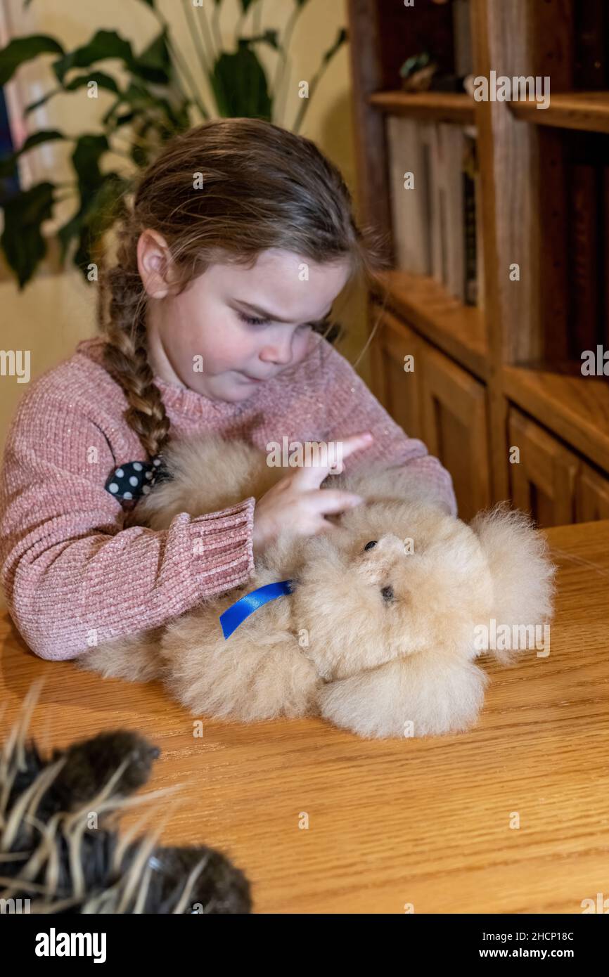 Issaquah, Washington, USA.   5 year old girl examining a fuzzy stuffed bear. (MR) Stock Photo