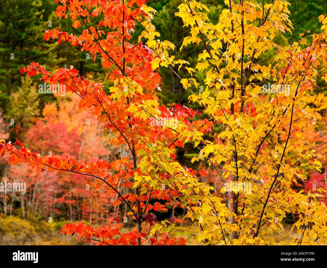 USA, New Hampshire, White Mountains, Young maples in autumn, 2 Stock