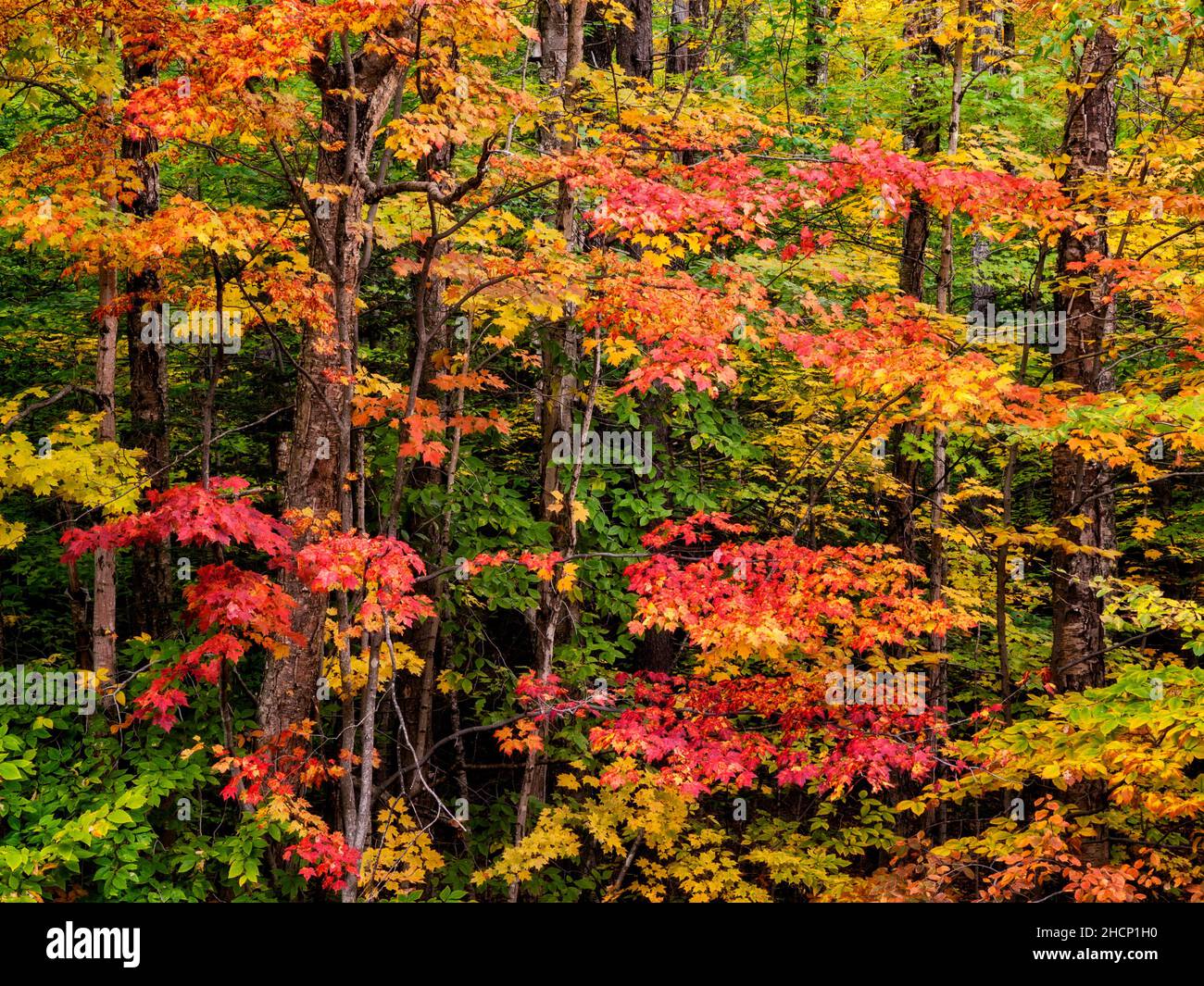 Autumn maples hi-res stock photography and images - Alamy
