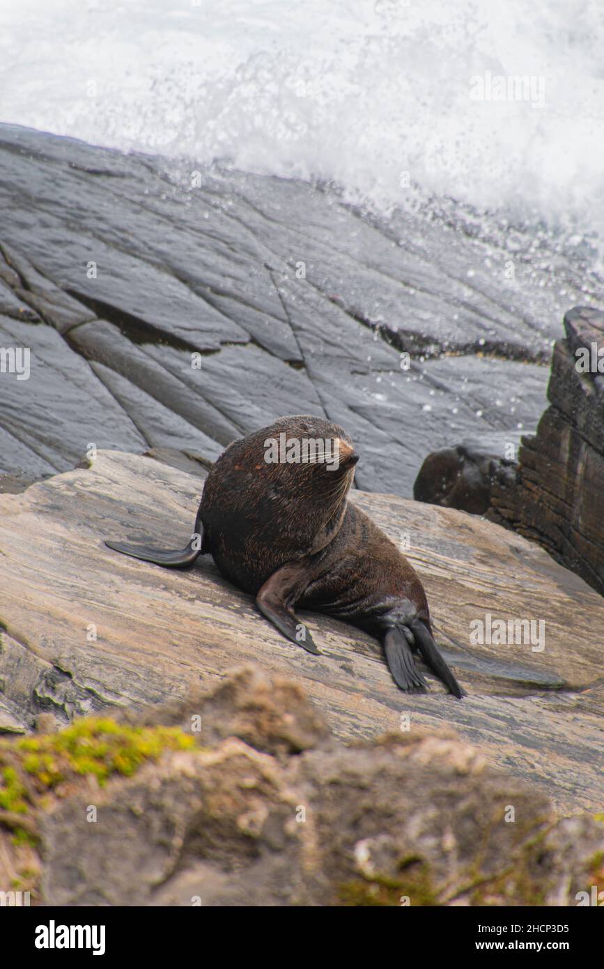 Seal stay away from wave on rock Stock Photo Alamy
