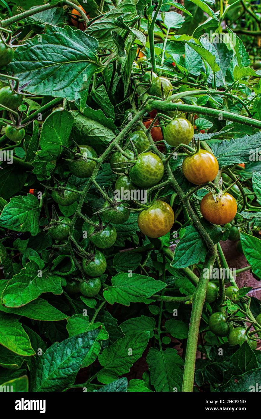 Tomatoes ripening on the vine Stock Photo Alamy