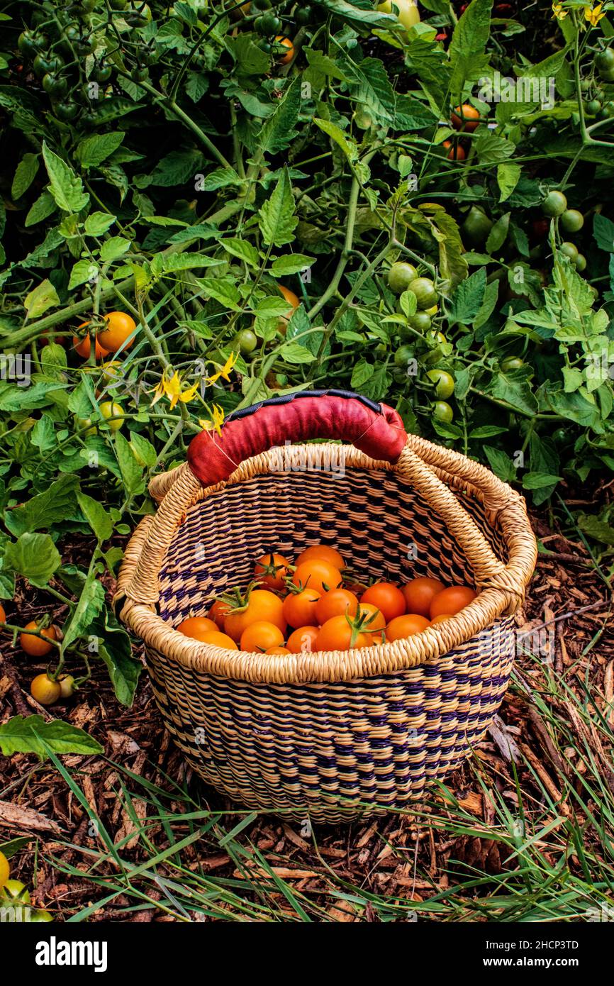 Basket of tomatoes in the late summer garden Stock Photo