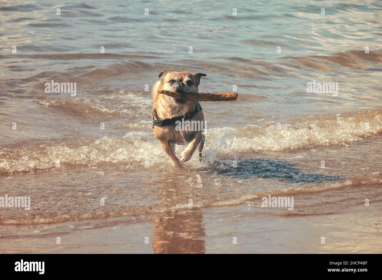 Pug playing fetch in the sea at the beach Stock Photo