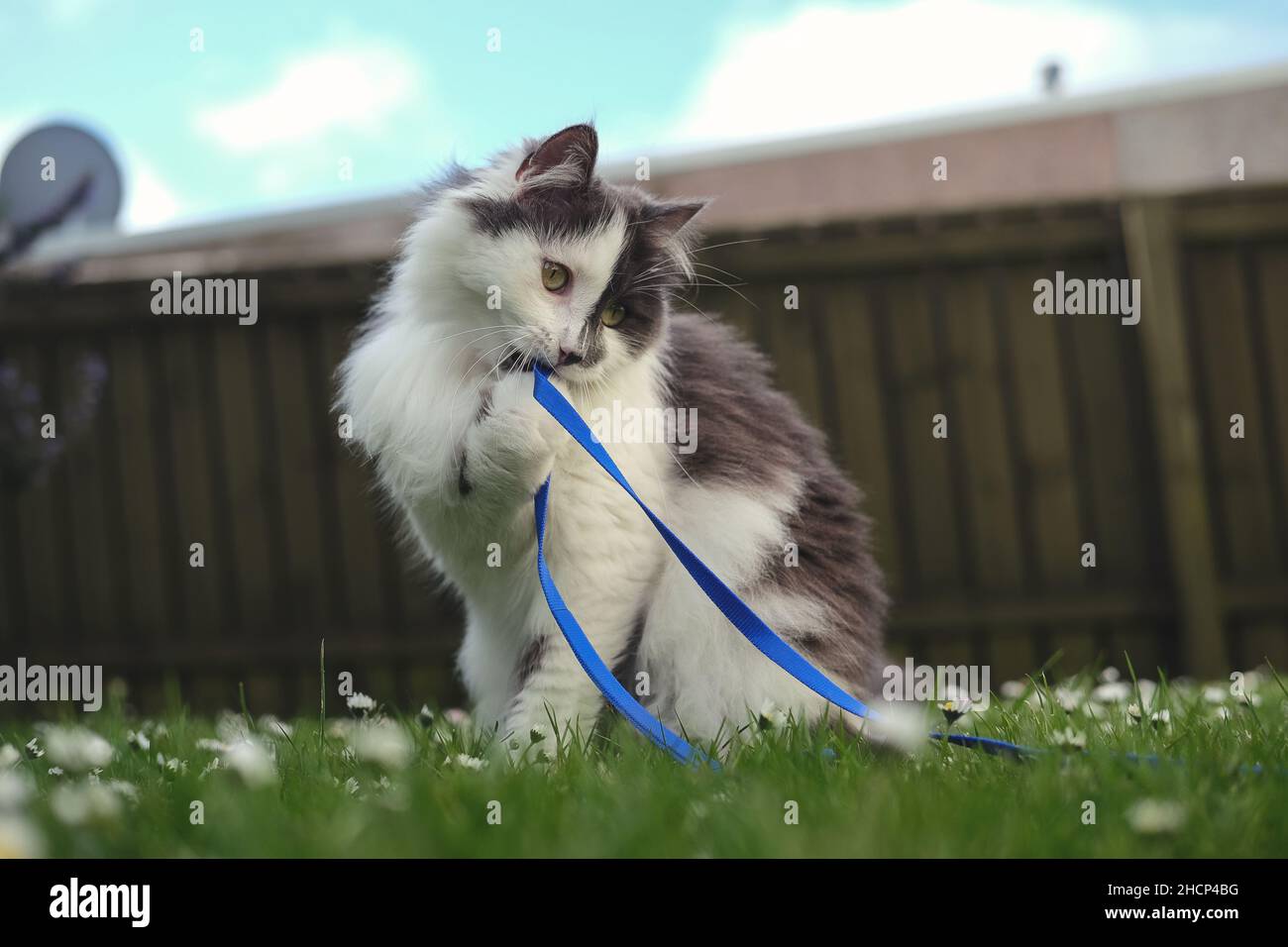 Cute grey and white cat Stock Photo - Alamy