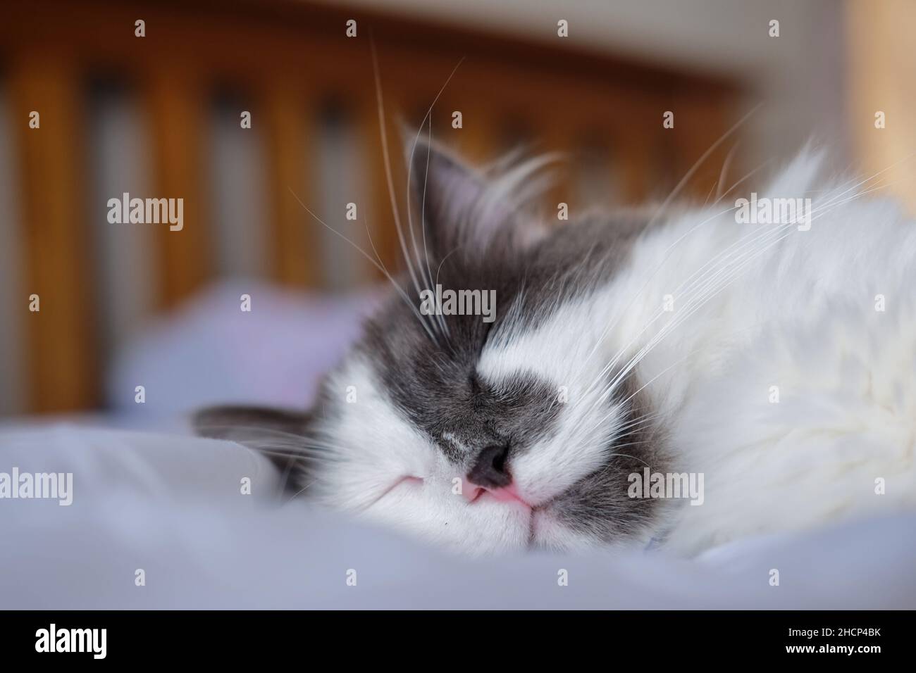Cute grey and white cat sleeping on a bed Stock Photo - Alamy